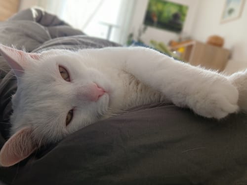 Hvid kat der sover udstrakt på en grågrøn Wove-dyne